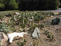 Hardy Cactus Garden